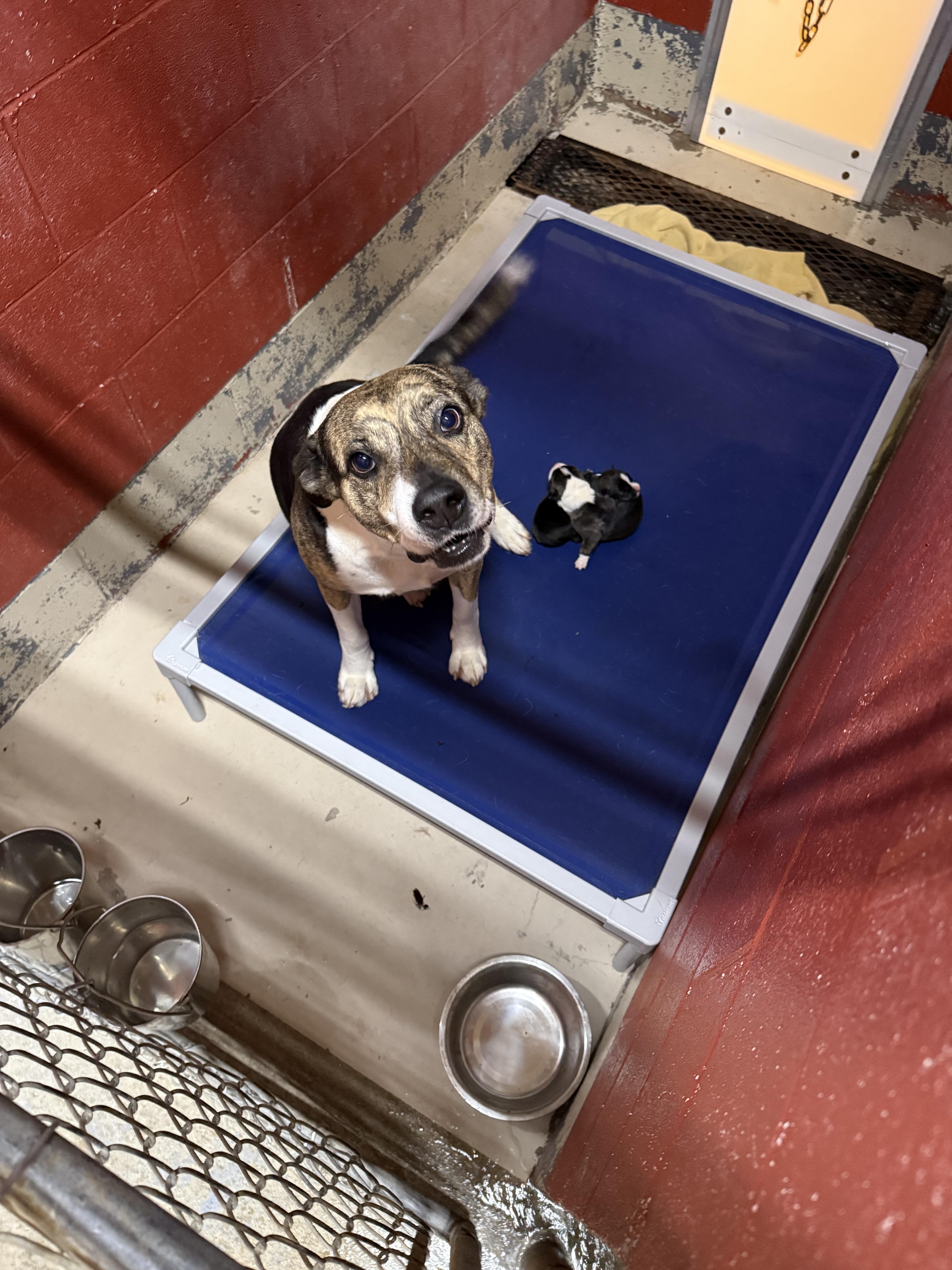 Jolene, Adoptable, Adult Female Mixed Breed.