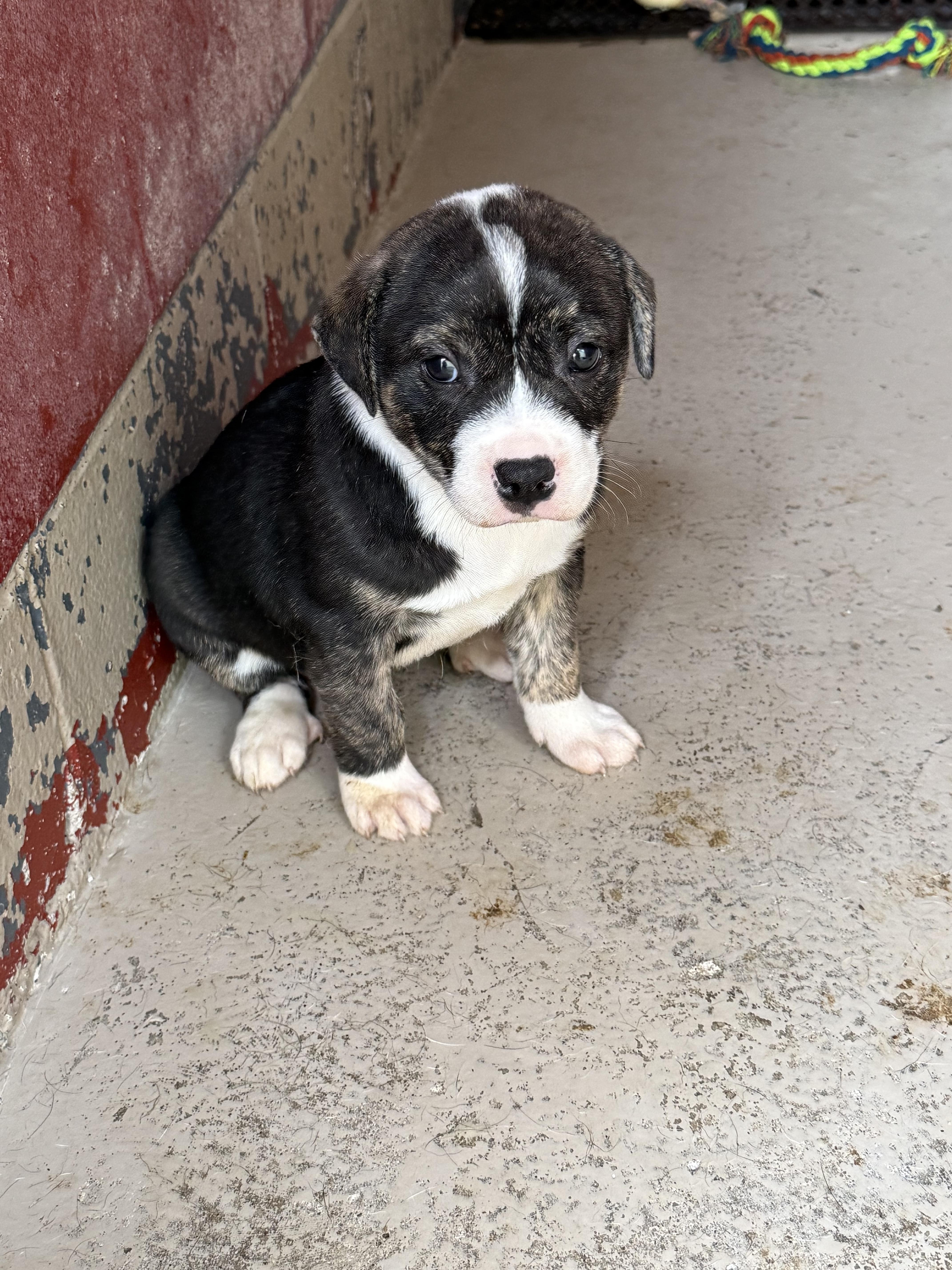 Enlarge Jolene, a Adoptable Mixed Breed in Elberton, GA image 2/3