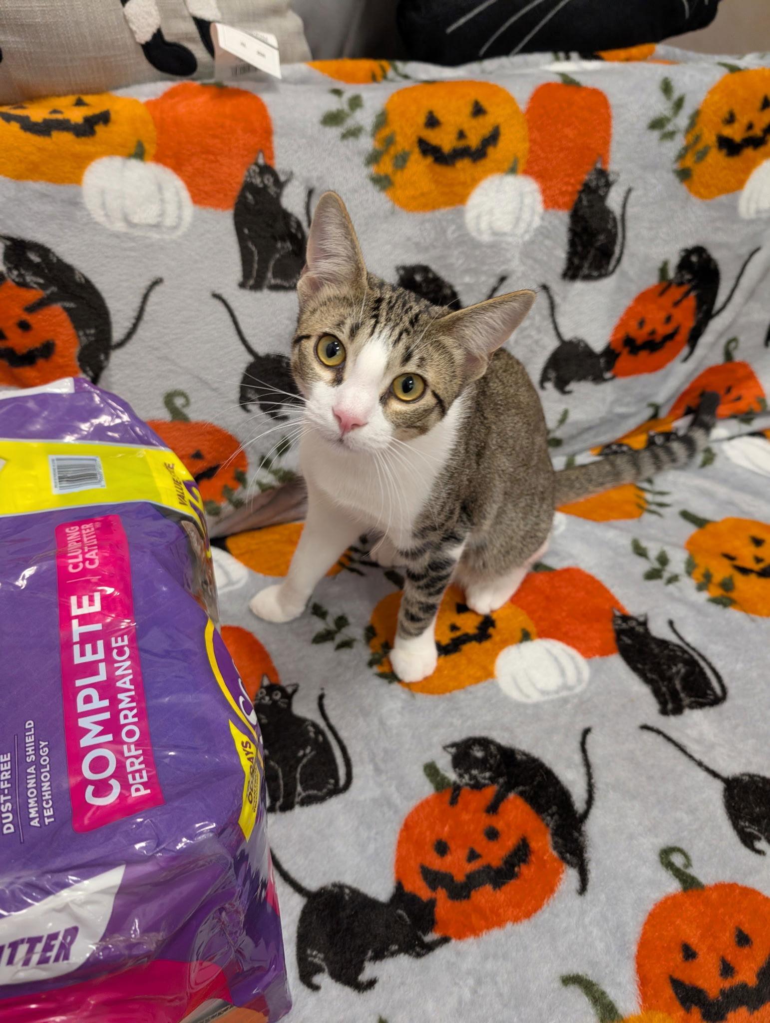 Honey, Adoptable, Young Male Domestic Short Hair.