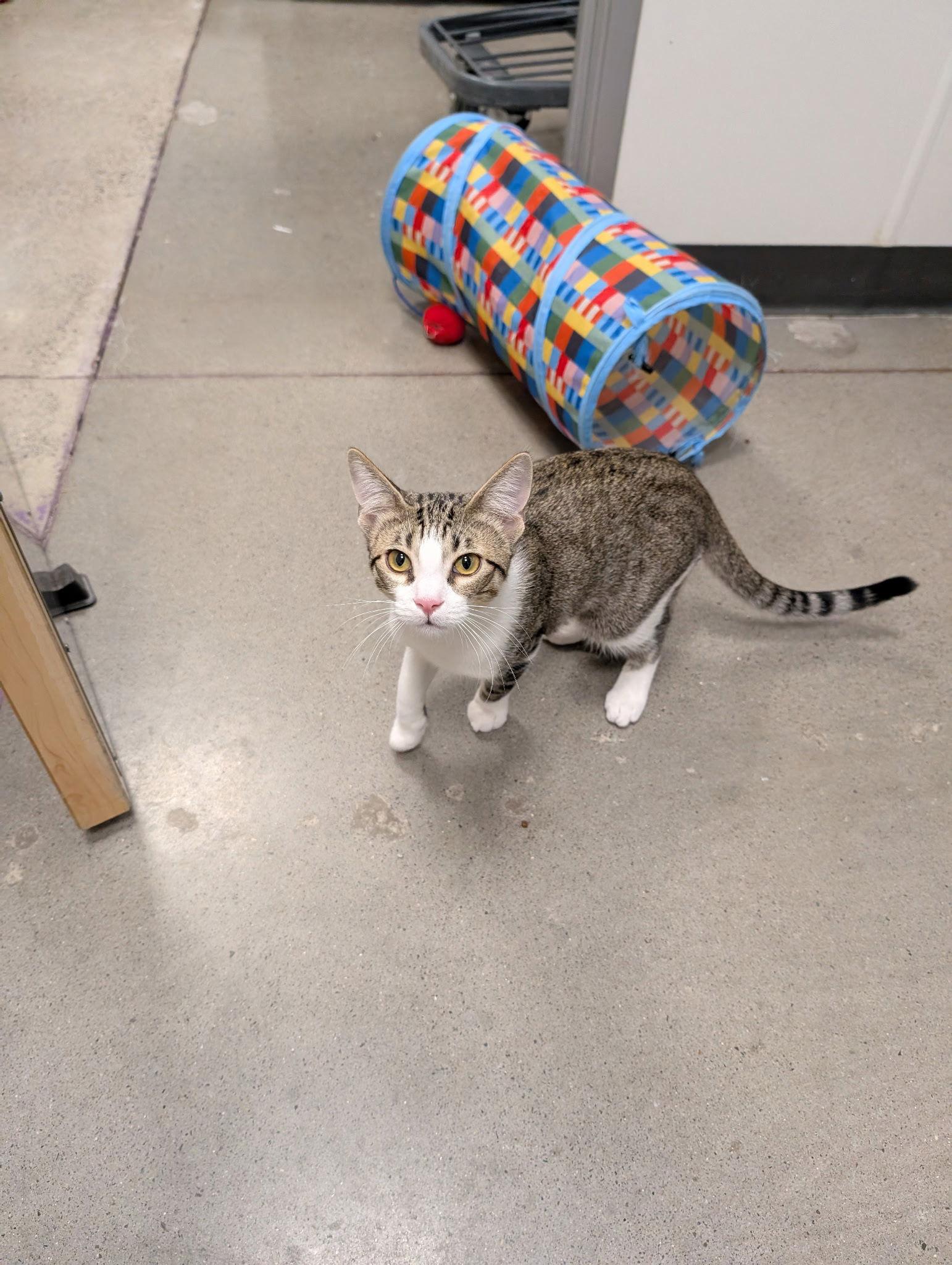 Enlarge Honey, a Adoptable Domestic Short Hair in Prosper, TX image 2/3