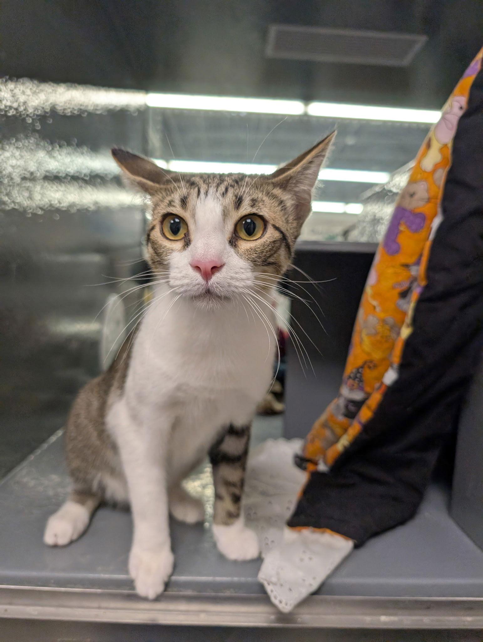 Enlarge Honey, a Adoptable Domestic Short Hair in Prosper, TX image 3/3