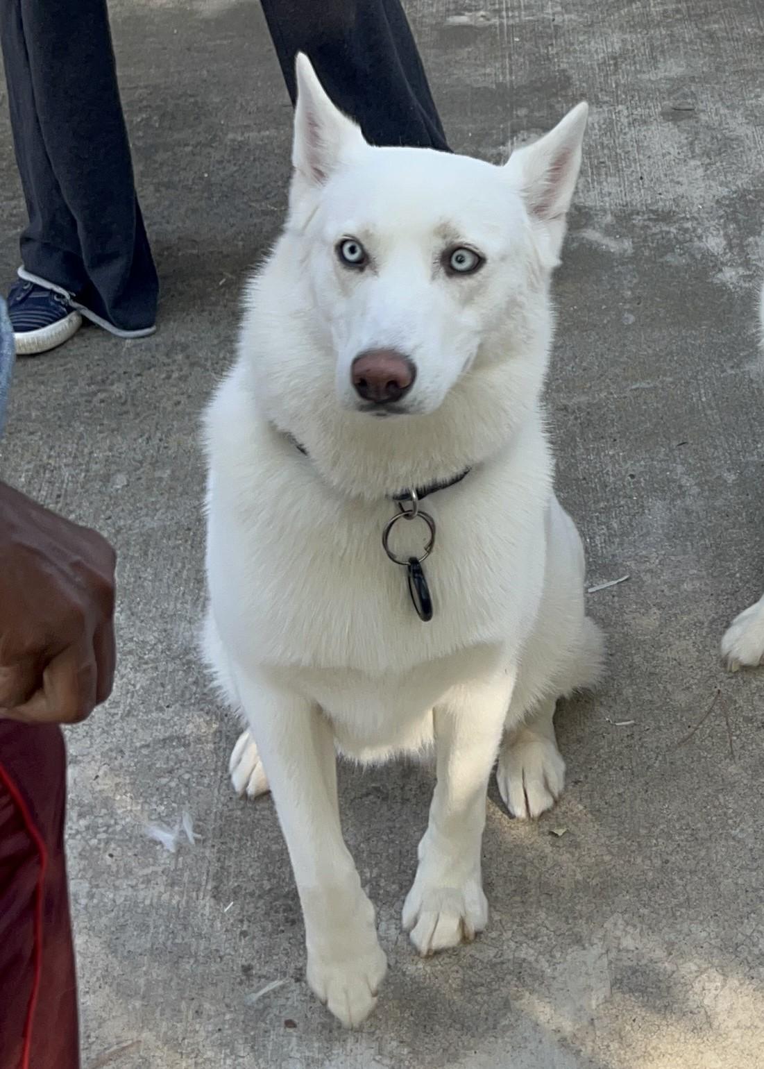 Enlarge Blanca, a ADOPTABLE Siberian Husky in Menifee, CA image 4/6