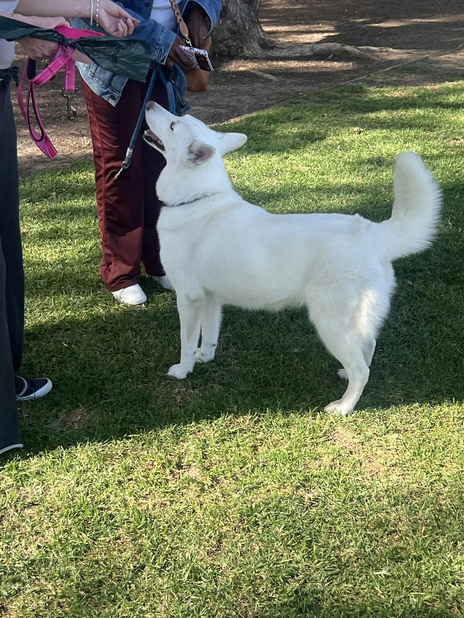 Enlarge Blanca, a ADOPTABLE Siberian Husky in Menifee, CA image 2/6
