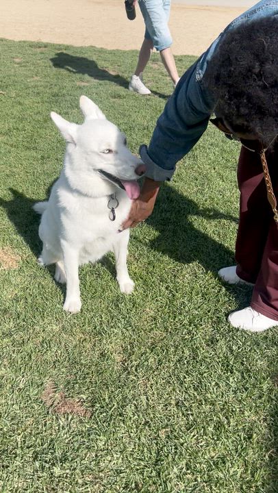 Enlarge Blanca, a ADOPTABLE Siberian Husky in Menifee, CA video 3/6