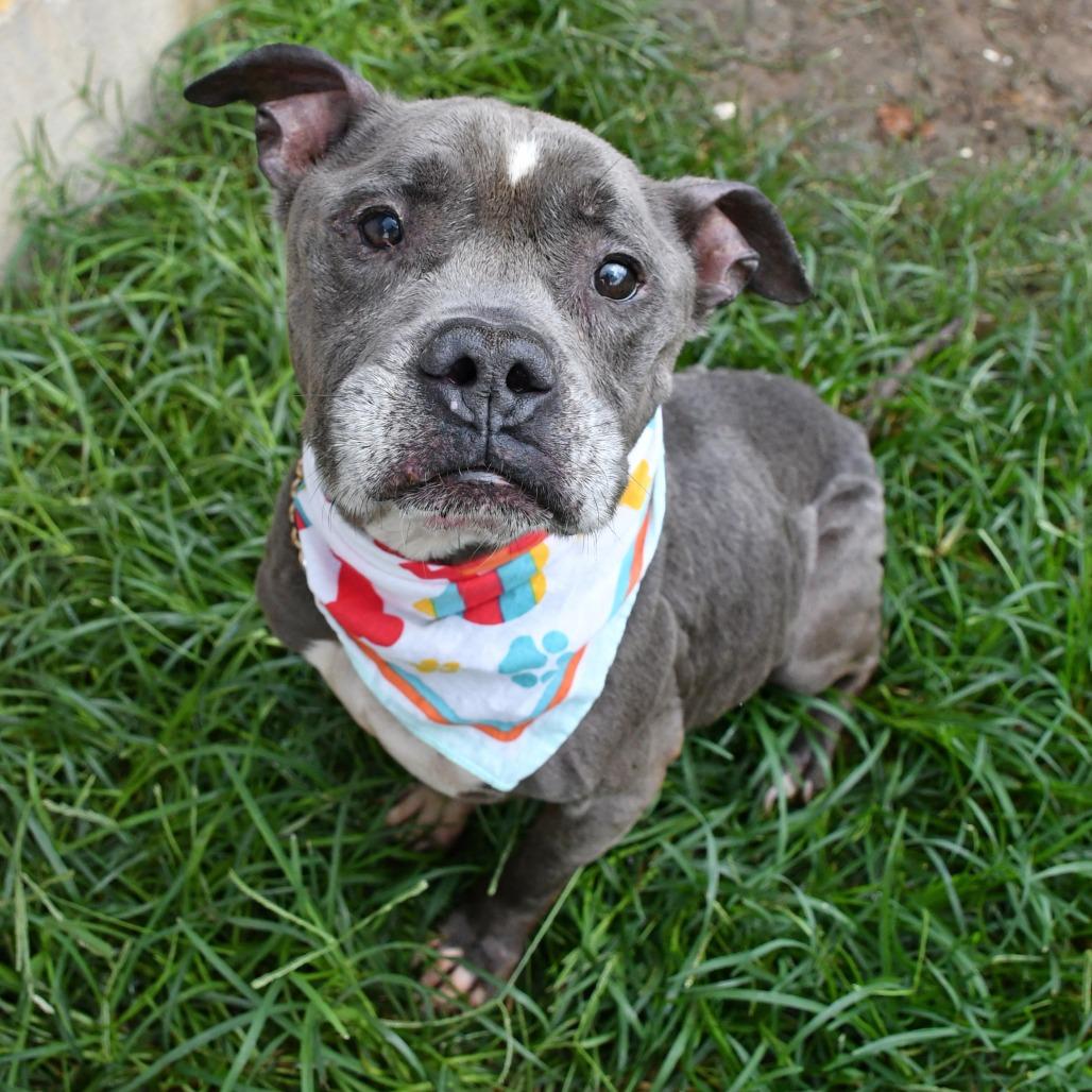 Enlarge Expo, a Adoptable Pit Bull Terrier in Beaumont, TX image 1/6