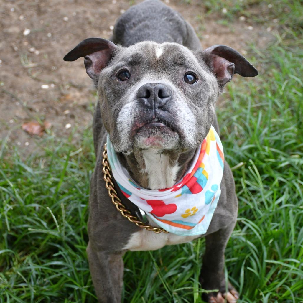 Enlarge Expo, a Adoptable Pit Bull Terrier in Beaumont, TX image 2/6