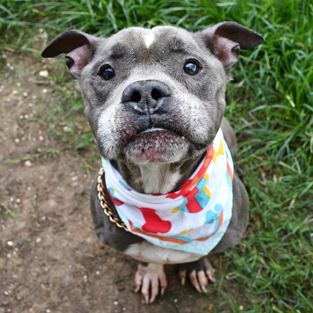 Enlarge Expo, a Adoptable Pit Bull Terrier in Beaumont, TX image 3/6