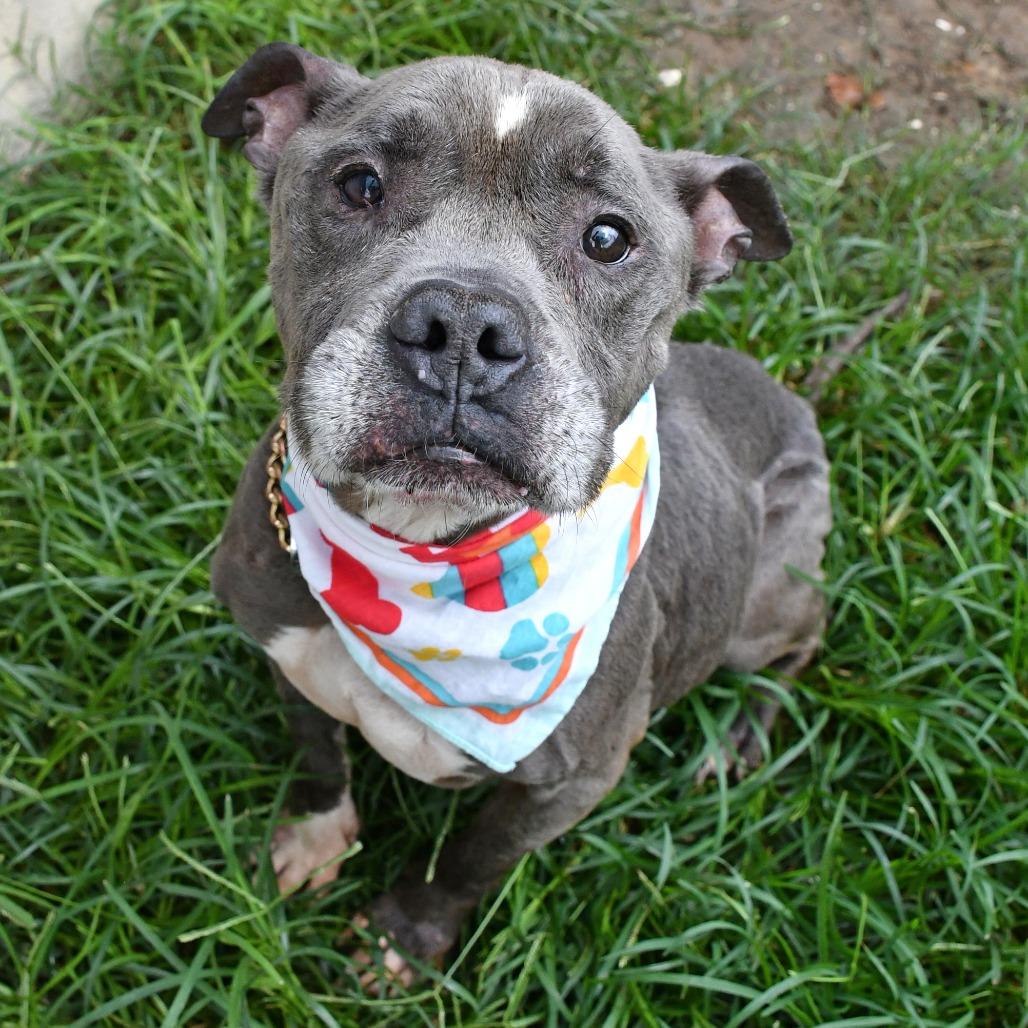 Enlarge Expo, a Adoptable Pit Bull Terrier in Beaumont, TX image 4/6