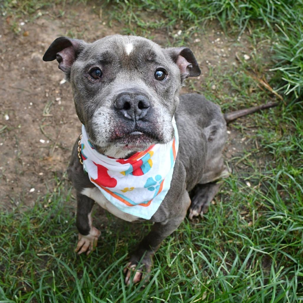 Enlarge Expo, a Adoptable Pit Bull Terrier in Beaumont, TX image 5/6