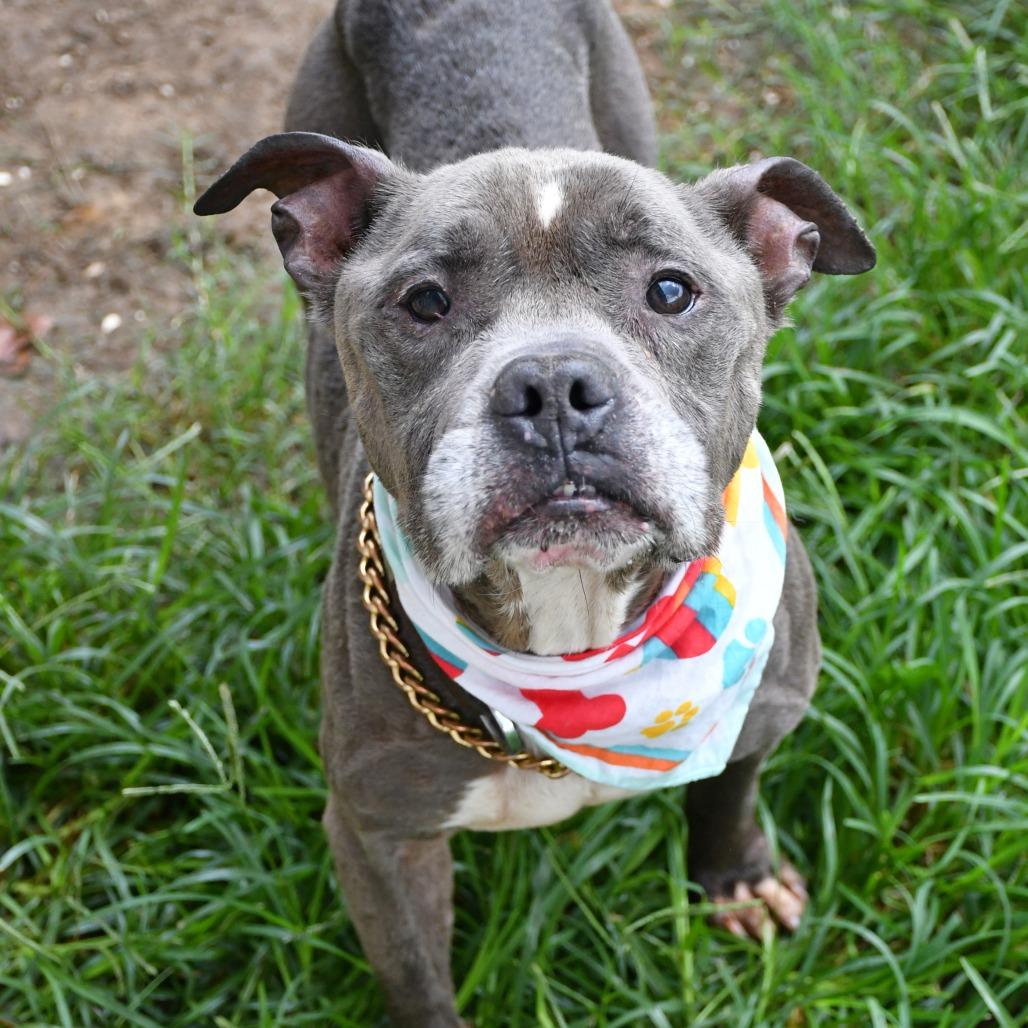 Enlarge Expo, a Adoptable Pit Bull Terrier in Beaumont, TX image 6/6
