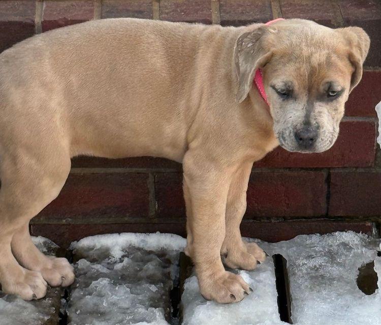 Enlarge Nova II, a ADOPTABLE mixed breed in Larkspur, CO image 2/3