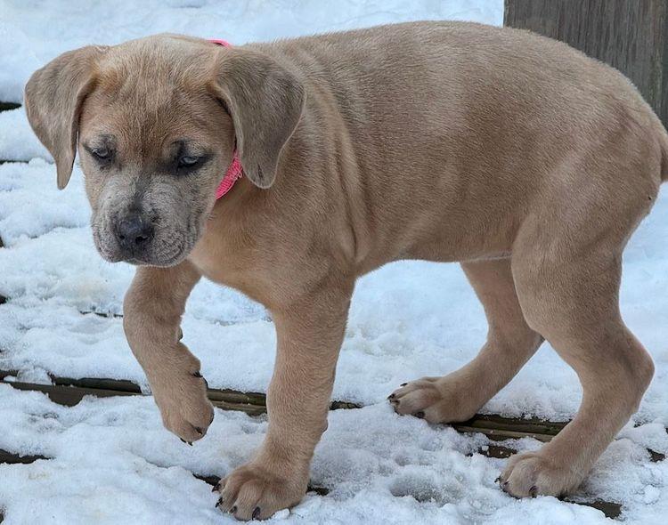 Nova II, ADOPTABLE, Puppy Female Cane Corso & Catahoula Leopard Dog.