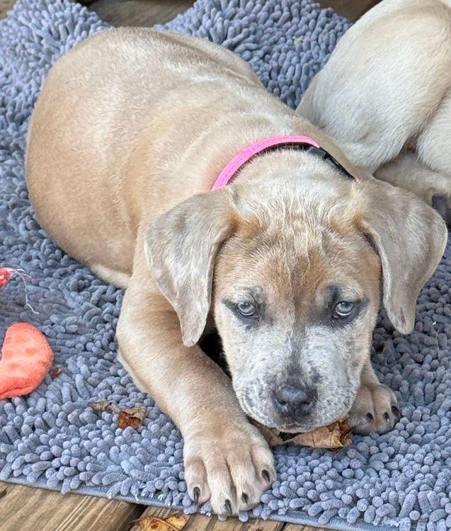 Enlarge Nova II, a ADOPTABLE mixed breed in Larkspur, CO image 3/3