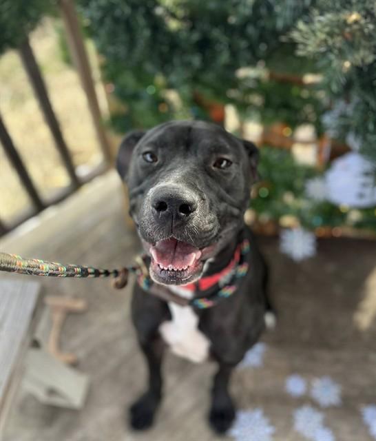 TRUCK STOP, Adoptable, Adult Male Labrador Retriever & Mixed Breed.