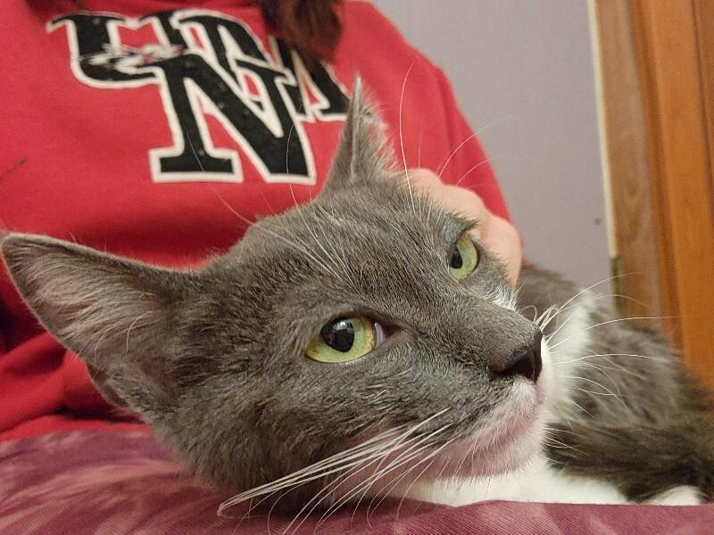 Sarah, a Adoptable Domestic Short Hair in Fort Collins, CO image 1/5