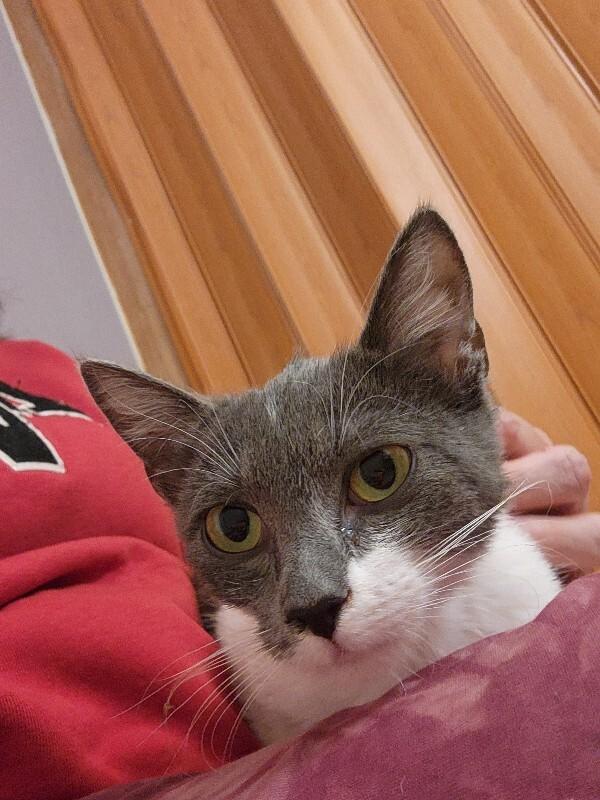 Sarah, a Adoptable Domestic Short Hair in Fort Collins, CO image 2/5