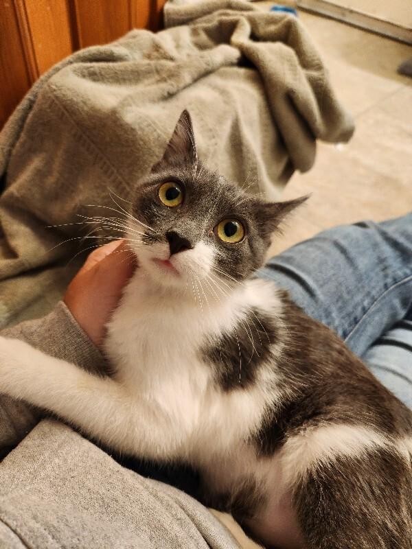 Sarah, a Adoptable Domestic Short Hair in Fort Collins, CO image 3/5