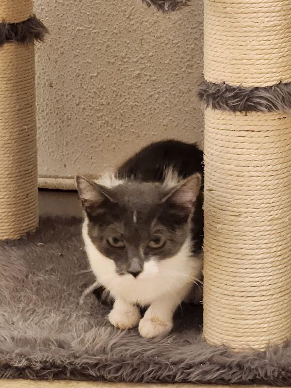 Sarah, a Adoptable Domestic Short Hair in Fort Collins, CO image 4/5