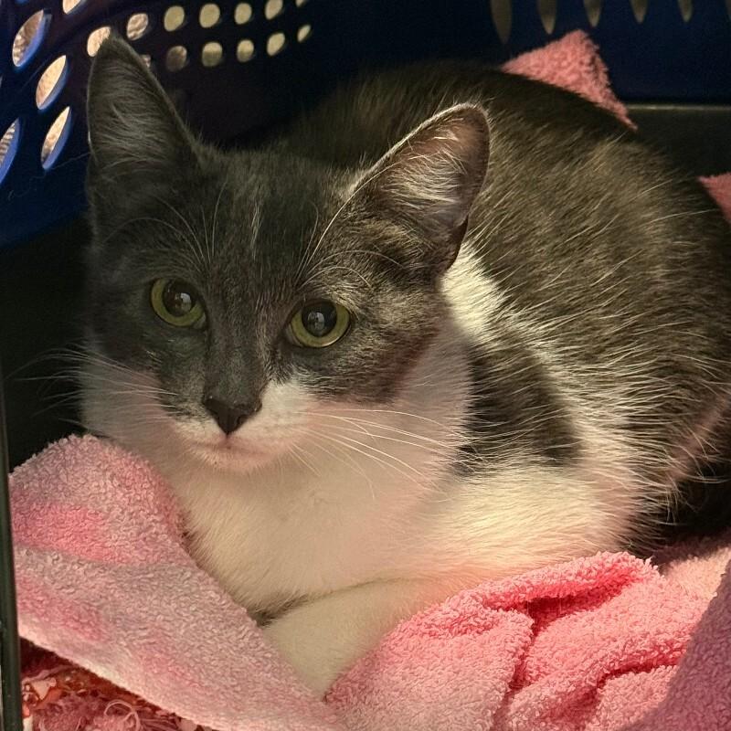 Sarah, a Adoptable Domestic Short Hair in Fort Collins, CO image 5/5