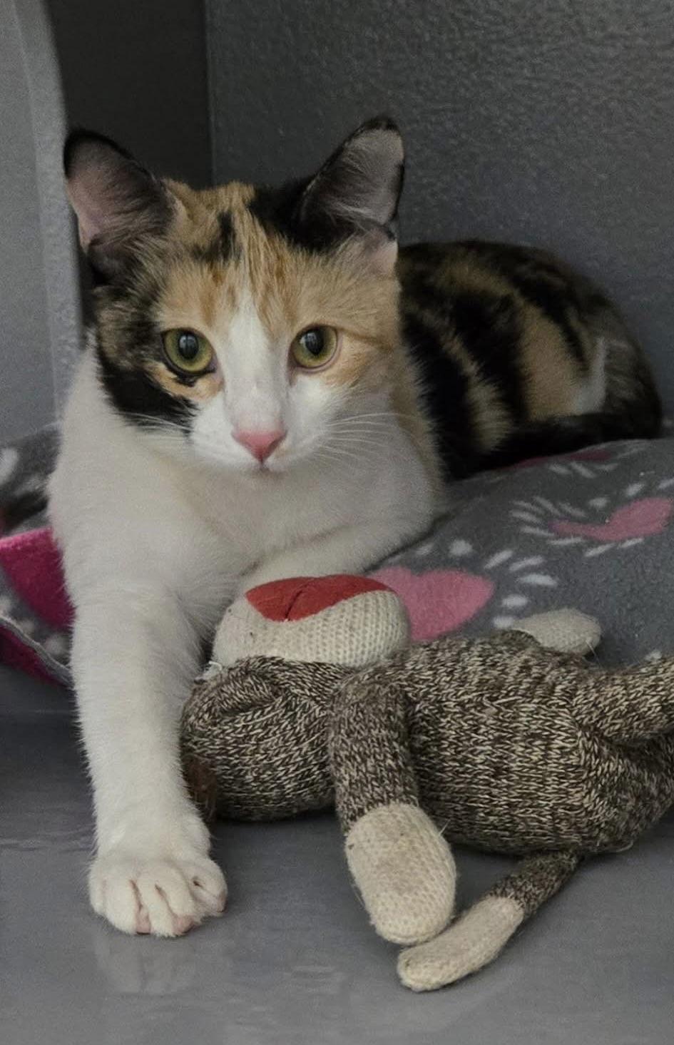 Enlarge Jinxie, a Adoptable Domestic Short Hair in Glendale, AZ image 1/3