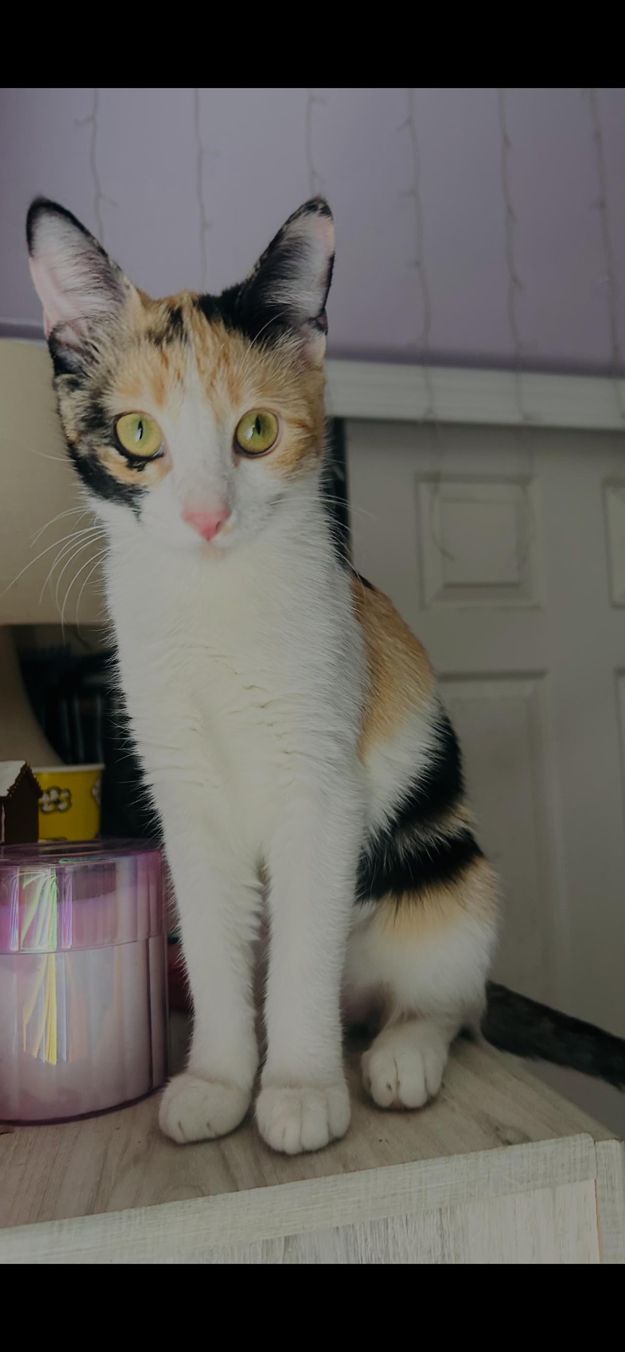 Enlarge Jinxie, a Adoptable Domestic Short Hair in Glendale, AZ image 2/3