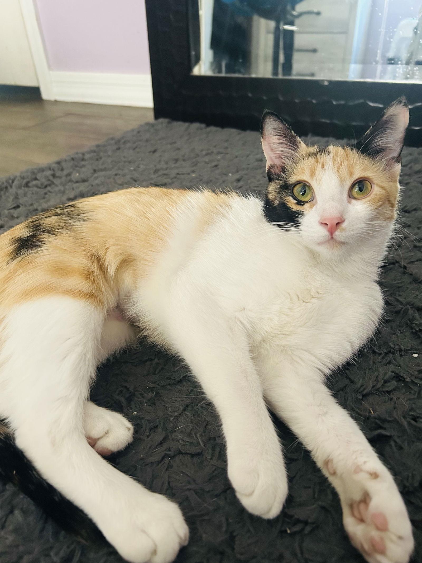 Enlarge Jinxie, a Adoptable Domestic Short Hair in Glendale, AZ image 3/3