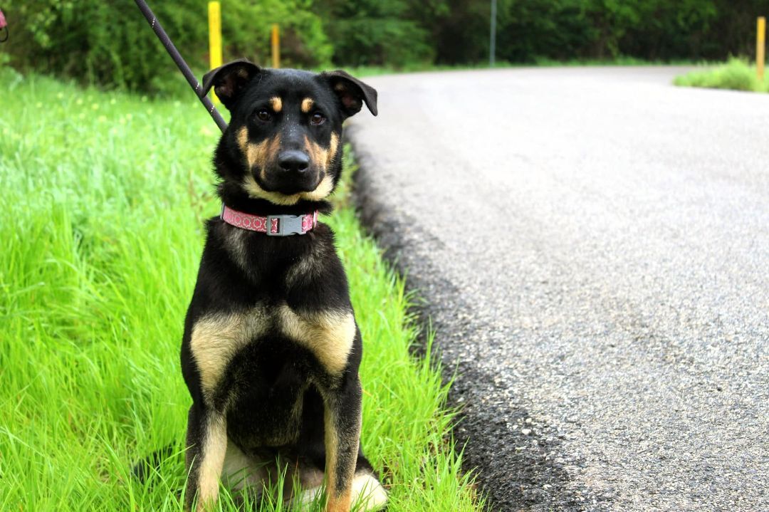 Evie, Adopted, Young Female German Shepherd Dog & Australian Shepherd.