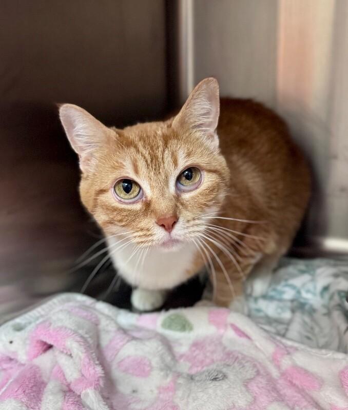 Lollipop, Adoptable, Adult Female Domestic Short Hair.