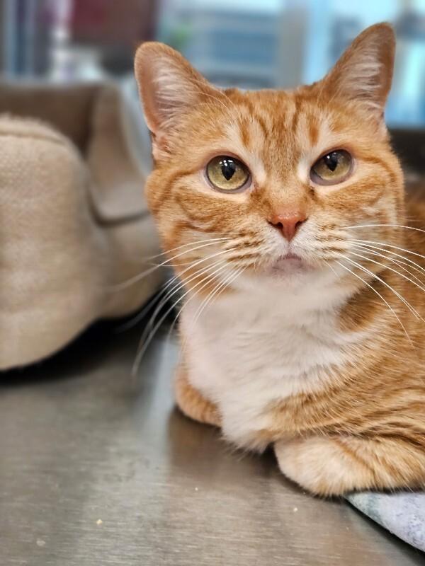 Lollipop, a Adoptable Domestic Short Hair in Disputanta, VA image 2/2