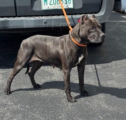 Bell, ADOPTABLE, Adult Female Pit Bull Terrier.