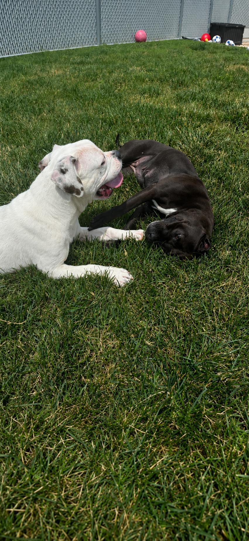 Bell, a ADOPTABLE Pit Bull Terrier in Joliet, IL image 3/5
