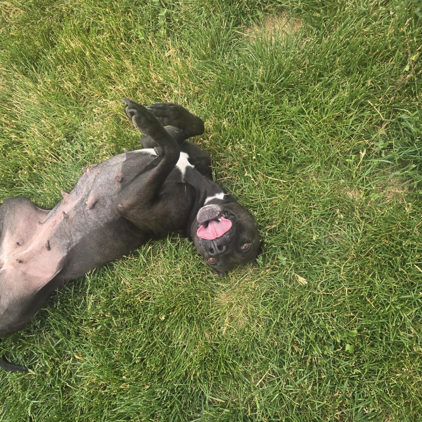 Bell, a ADOPTABLE Pit Bull Terrier in Joliet, IL image 2/3