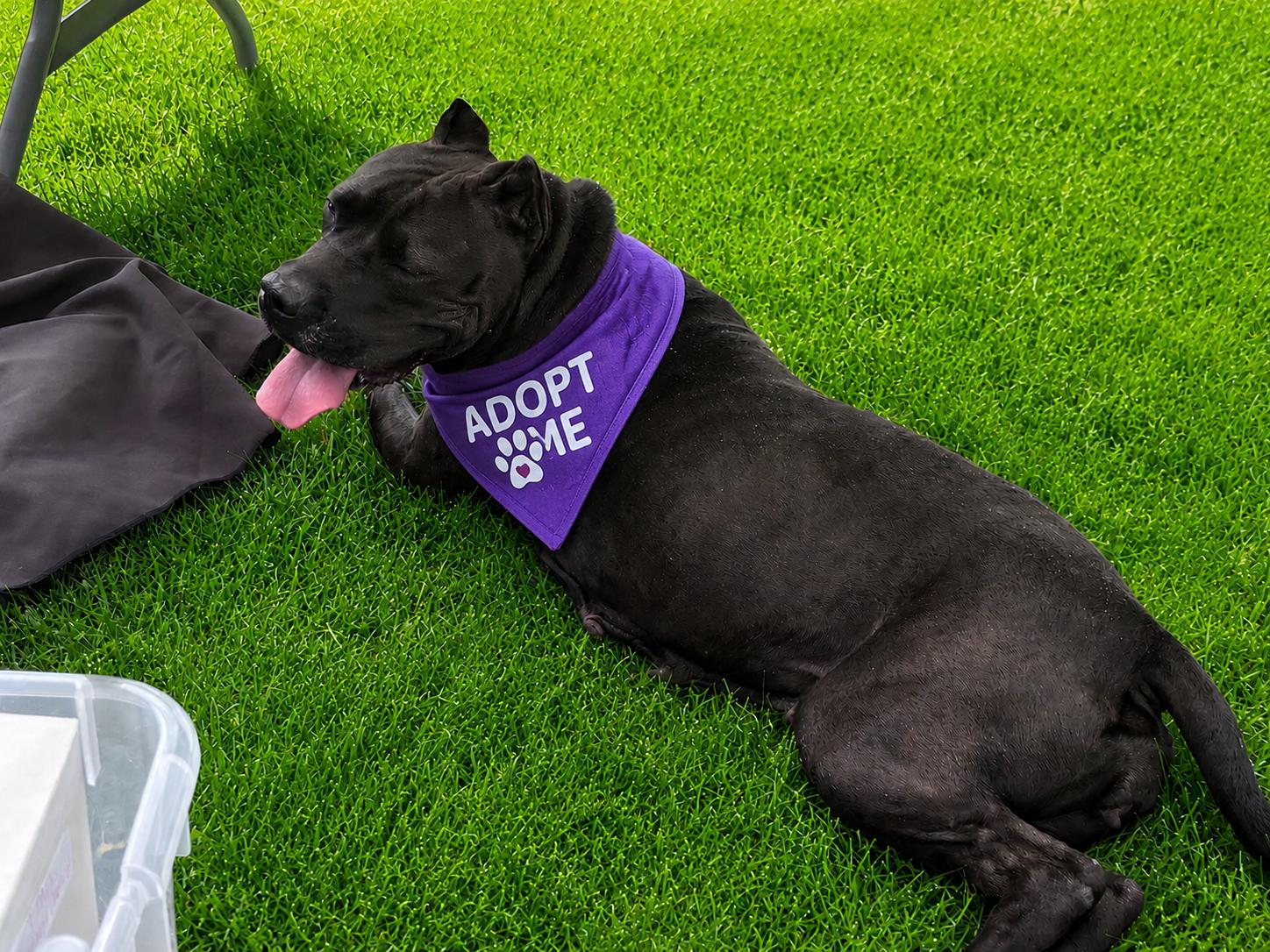 Bell, ADOPTABLE, Adult Female Pit Bull Terrier.