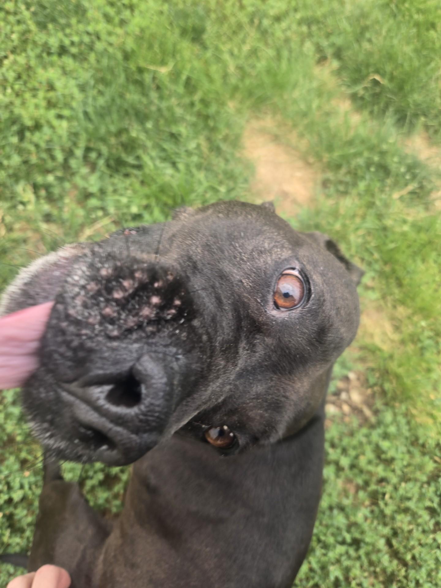 Bell, a ADOPTABLE Pit Bull Terrier in Joliet, IL image 3/3