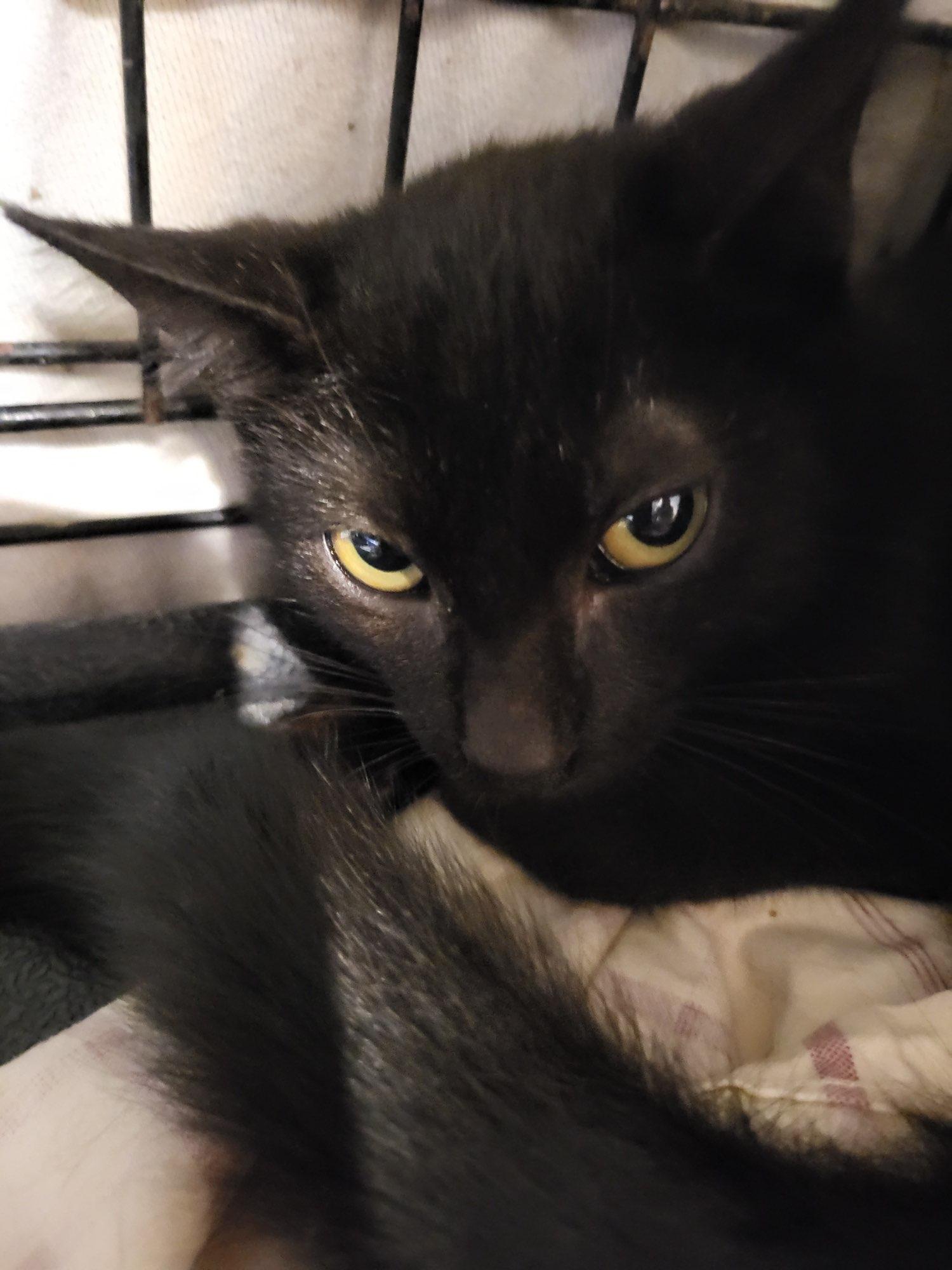 Enlarge Barry, a Adoptable Domestic Short Hair in Oviedo, FL image 2/2