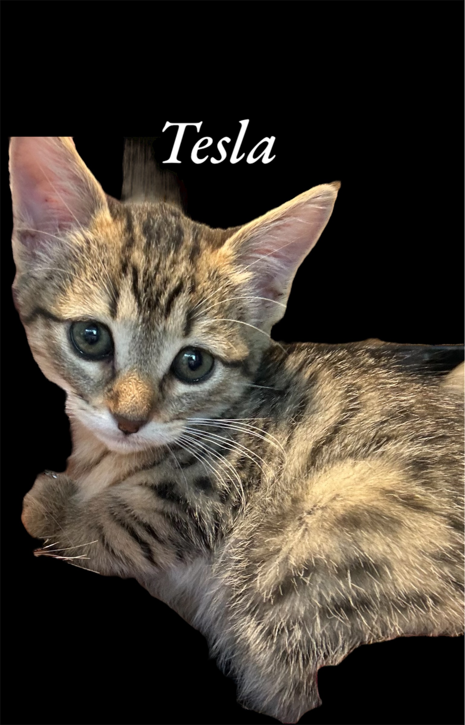 Cat for adoption Tesla, a Domestic Short Hair in Auburn, CA Petfinder