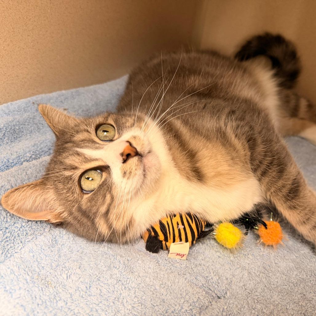 SCAMPER, a Adoptable Domestic Short Hair in Pagosa Springs, CO image 1/2