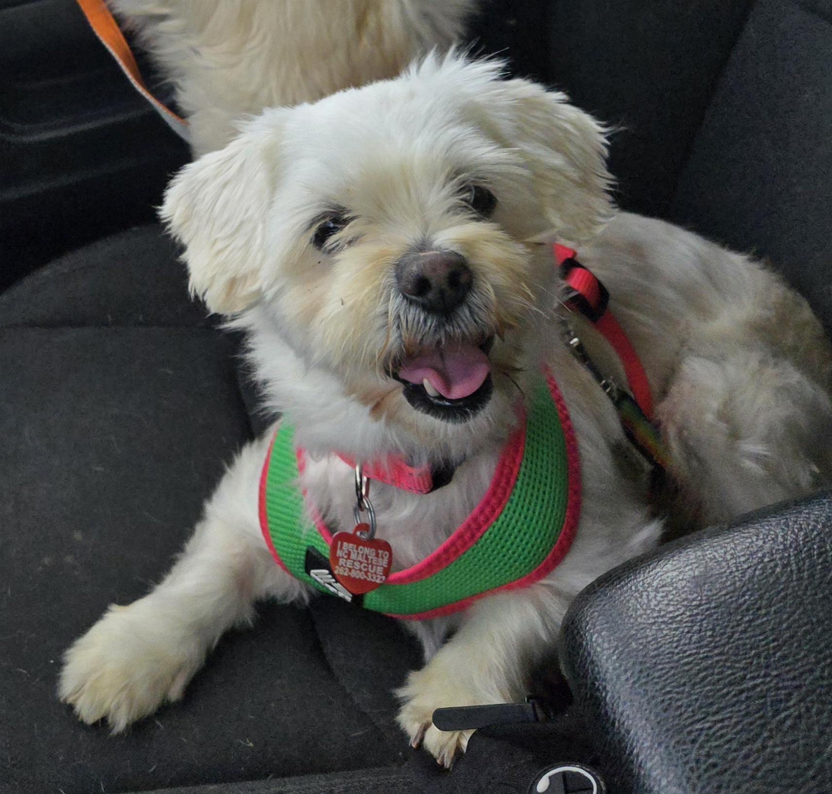 Cookie, Adopted, Adult Female Maltese.
