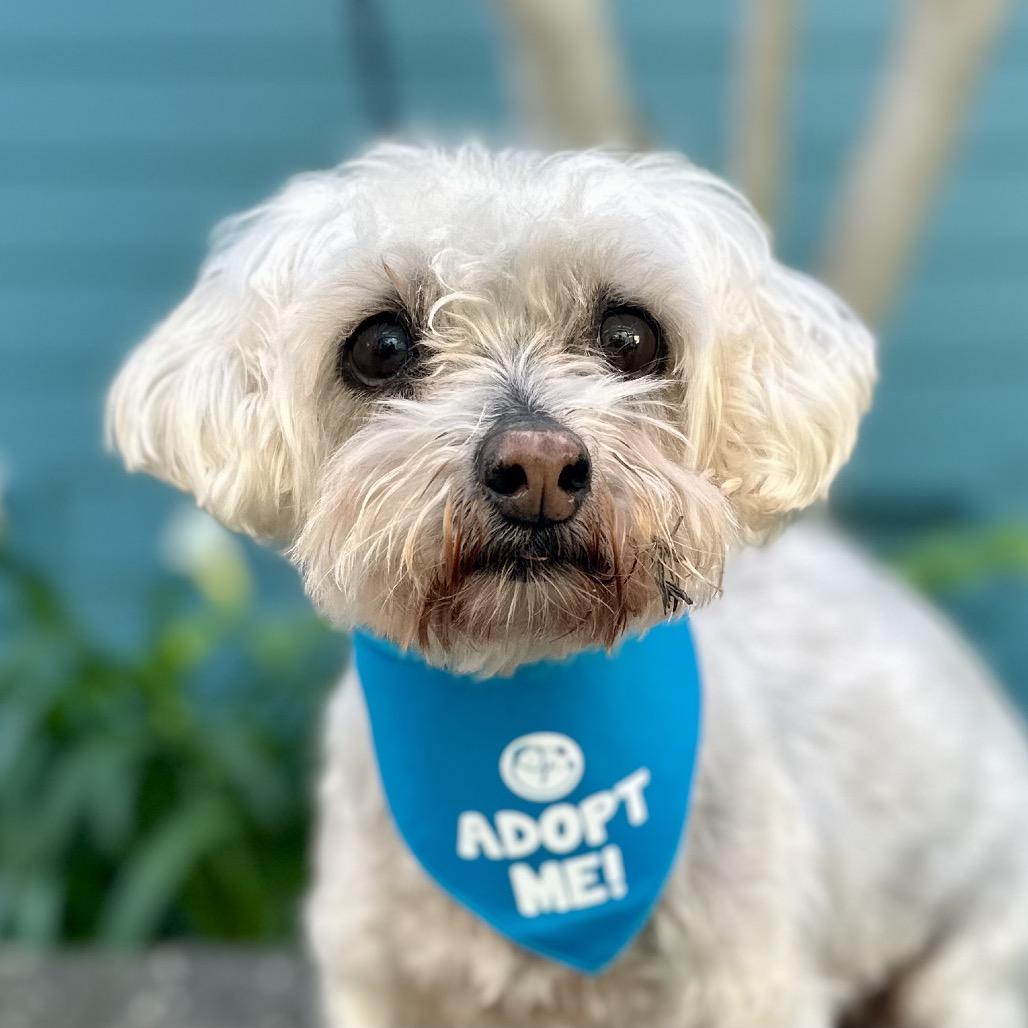 Enlarge Rita, a Adoptable Maltese in Pacific Grove, CA image 1/4
