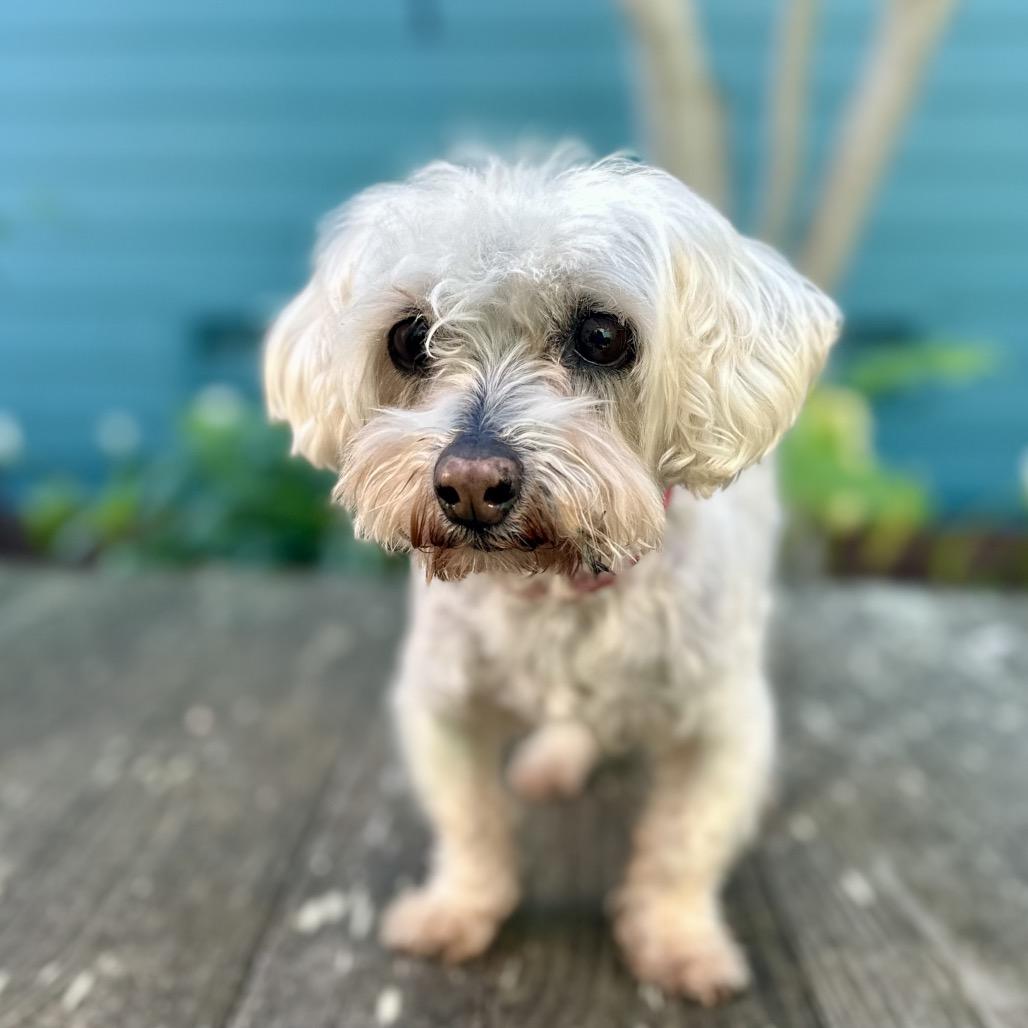 Enlarge Rita, a Adoptable Maltese in Pacific Grove, CA image 2/4