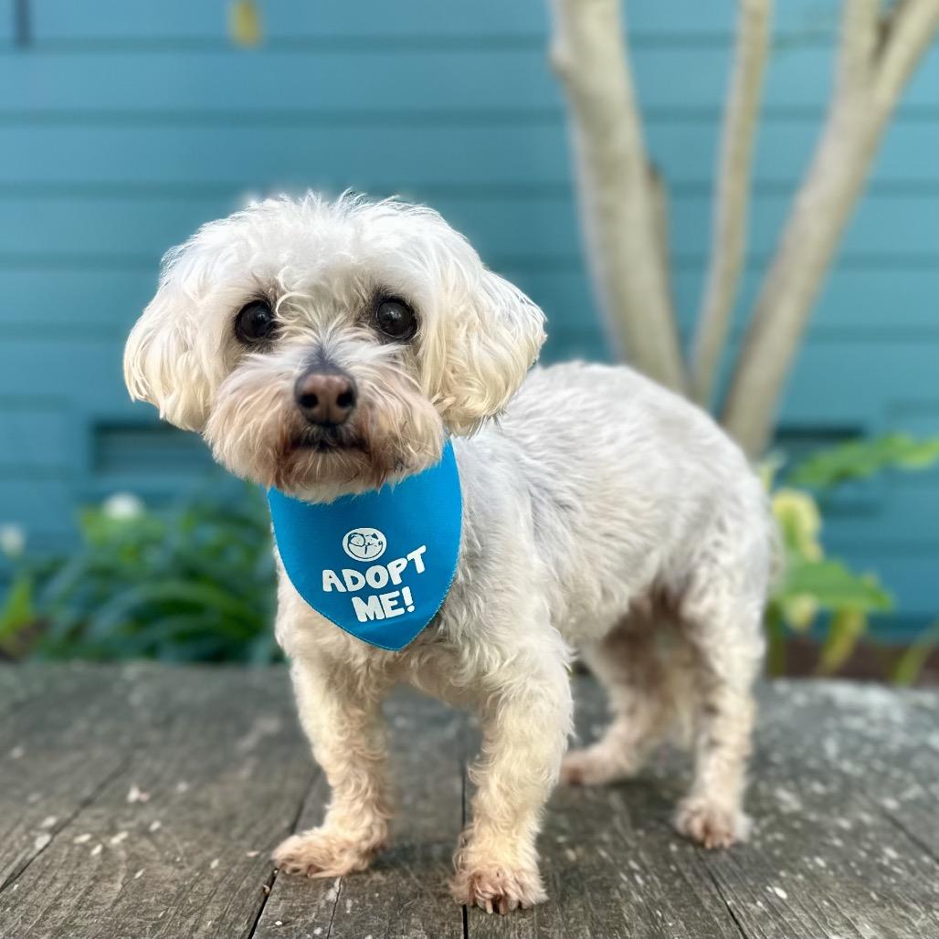 Enlarge Rita, a Adoptable Maltese in Pacific Grove, CA image 3/4