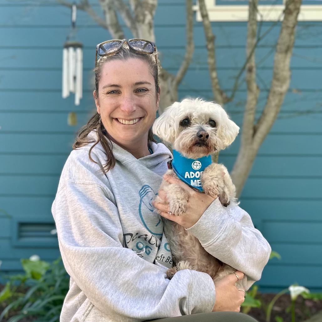 Enlarge Rita, a Adoptable Maltese in Pacific Grove, CA image 4/4