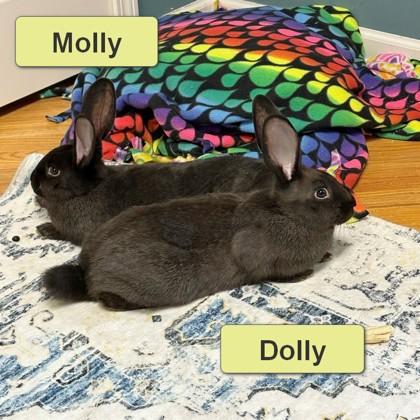 Dolly, Adoptable, Baby Female Bunny Rabbit & Bunny Rabbit.