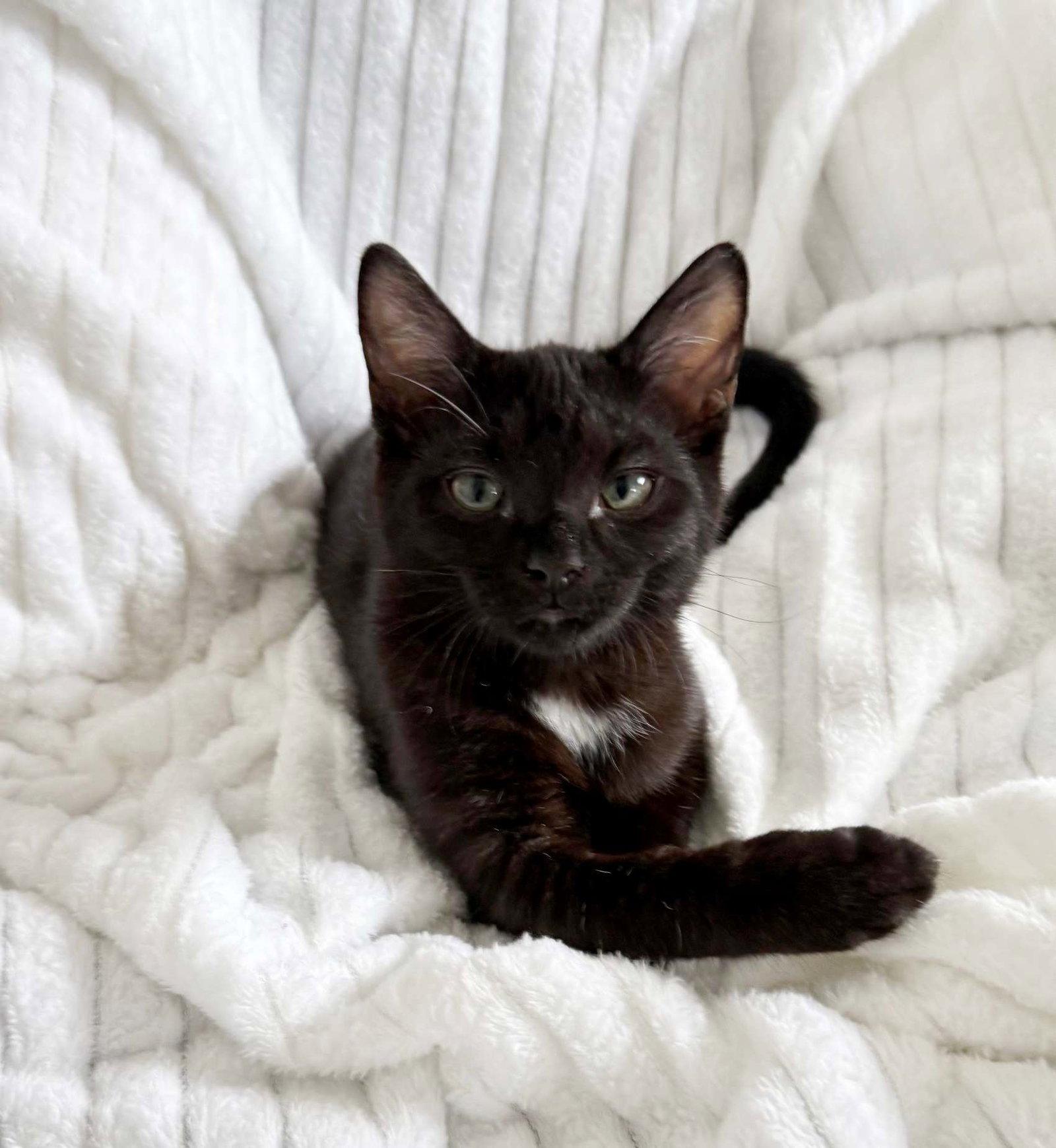 Tom Ford, a Adoptable Domestic Short Hair in Nashville, TN image 1/3