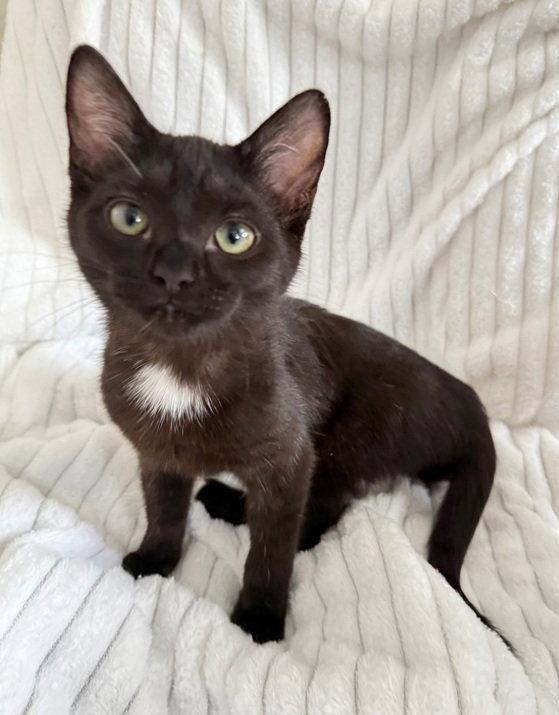 Tom Ford, a Adoptable Domestic Short Hair in Nashville, TN image 2/3