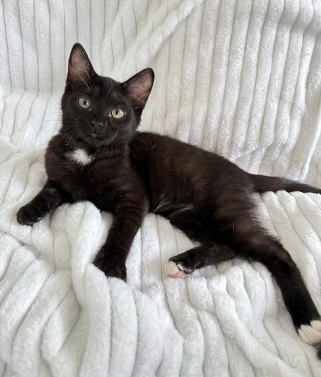 Tom Ford, a Adoptable Domestic Short Hair in Nashville, TN image 3/3