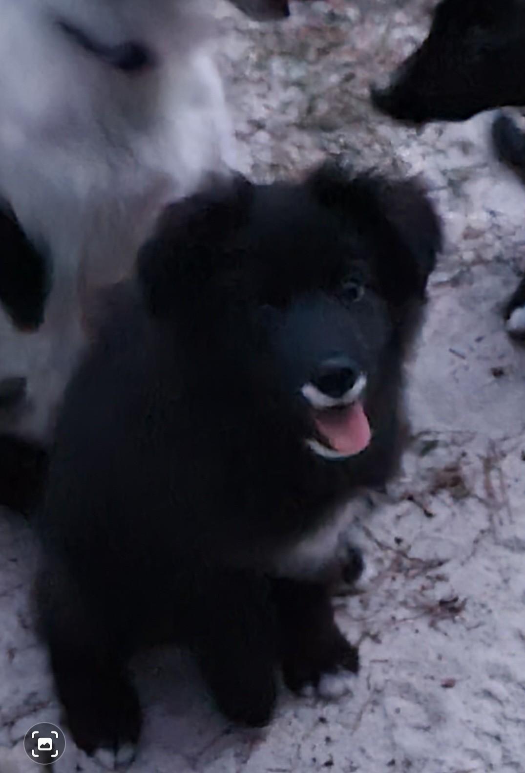 Wishus, Adoptable, Puppy Male German Shepherd Dog & Labrador Retriever.