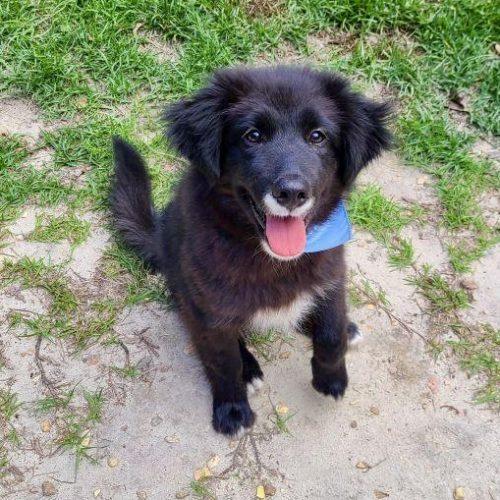 Enlarge Wishus, a Adoptable mixed breed in Sanford, NC image 2/2