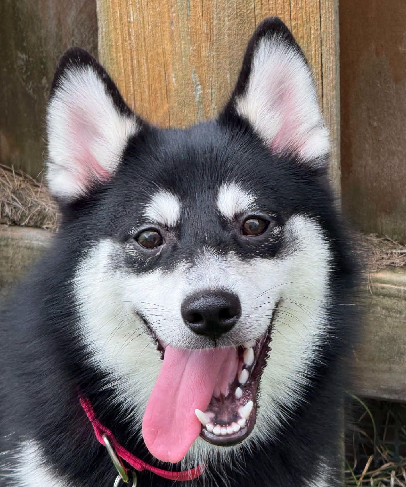 Enlarge Kiwi, a Adoptable mixed breed in North Olmsted, OH image 1/3