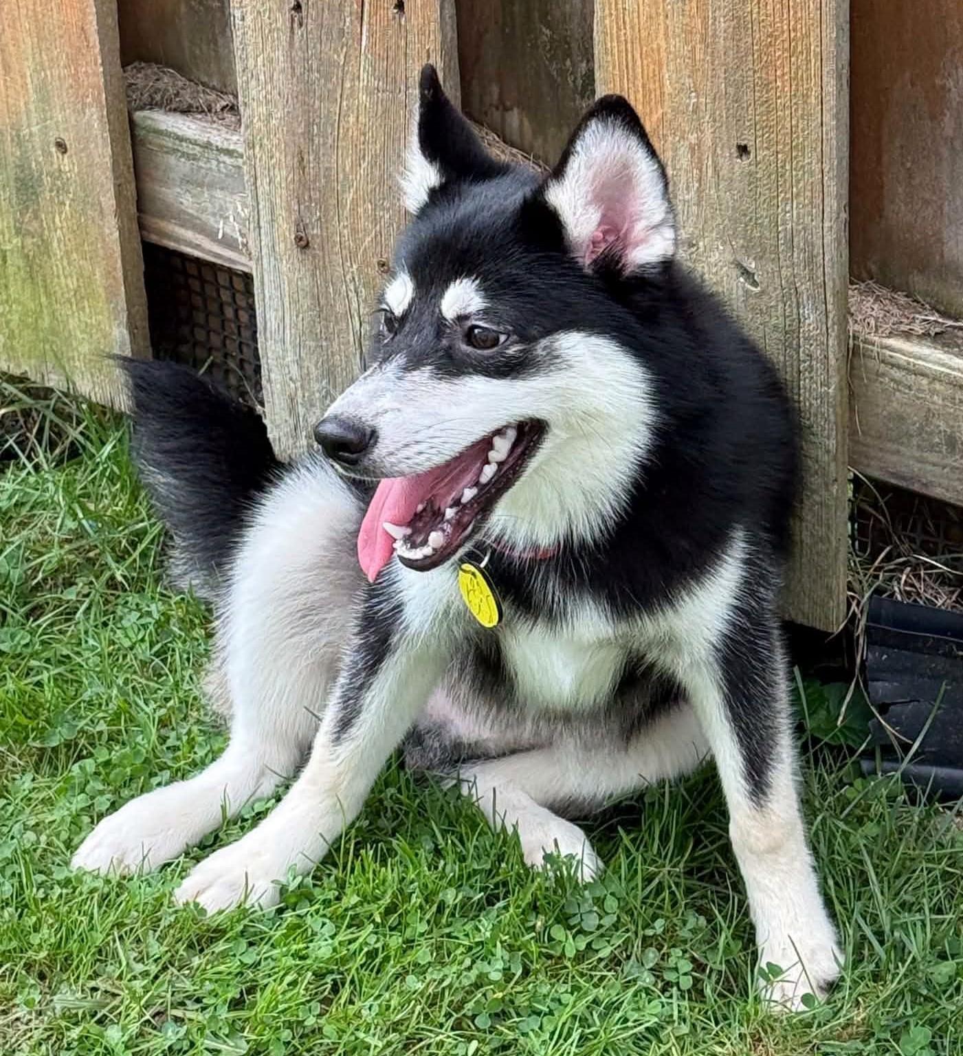 Enlarge Kiwi, a Adoptable mixed breed in North Olmsted, OH image 2/3